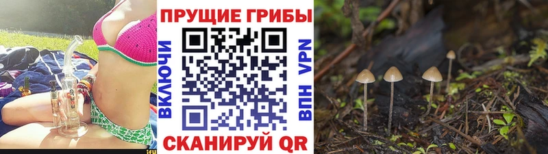 продажа наркотиков  Котлас  Псилоцибиновые грибы мухоморы 